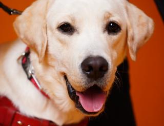 Пес-поводырь получил официальный студенческий билет в Самарском государственном Институте культуры